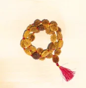 2 Mukhi Rudraksha Mala, 2 मुखी रुद्राक्ष माला