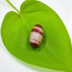 Narmadeshwar Shivling, नर्मदेश्वर शिवलिंग