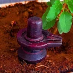 Narmadeshwar Shivlingam, नर्मदेश्वर शिवलिंगम