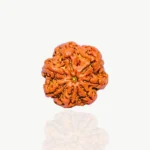 7 Mukhi Rudraksha Beads, 7 मुखी रुद्राक्ष