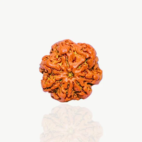 7 Mukhi Rudraksha Beads, 7 मुखी रुद्राक्ष
