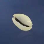 Yellow Cowrie, पीली कौड़ी