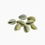 Yellow Cowrie, पीली कौड़ी